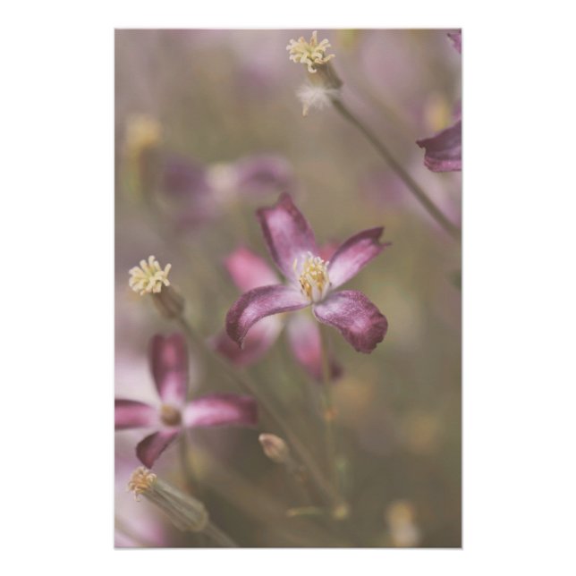 Poster Fleur pourpre foncé fleurs florales (Devant)