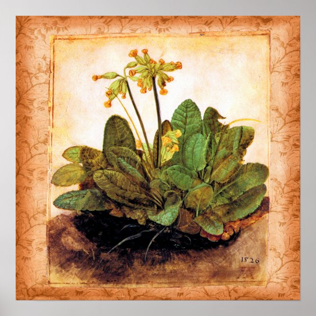 Poster Fleur Primrose vintage (Devant)