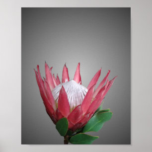 Poster Fleur Protea