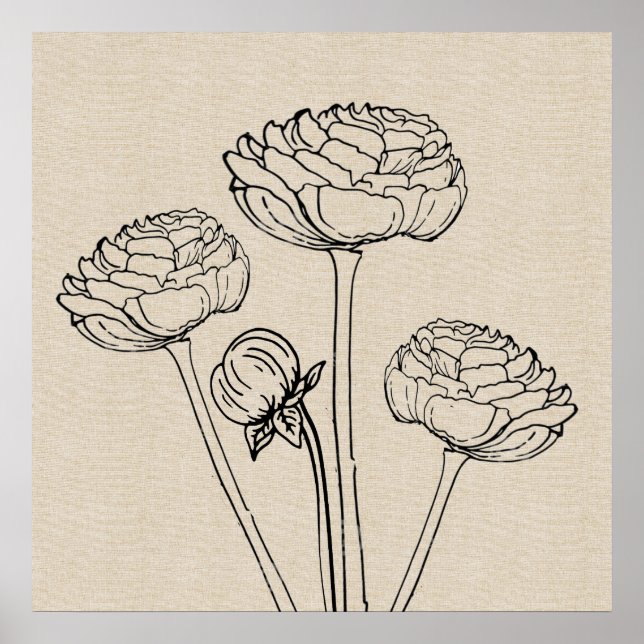 Poster Fleur Ranunculus Dessin (Devant)