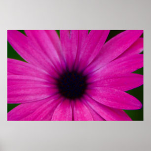 Poster fleur rose