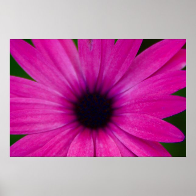 Poster fleur rose (Devant)