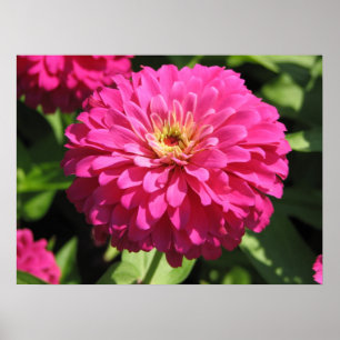POSTER FLEUR ROSE