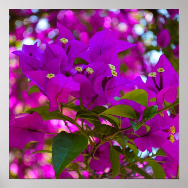 Poster Fleur rose - #1 (Devant)