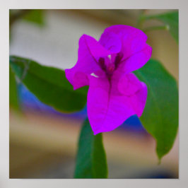 Poster Fleur rose - #2