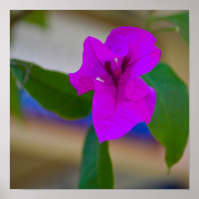 Poster Fleur rose - #2 (Devant)