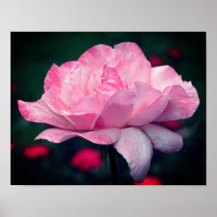 Poster Fleur rose céleste