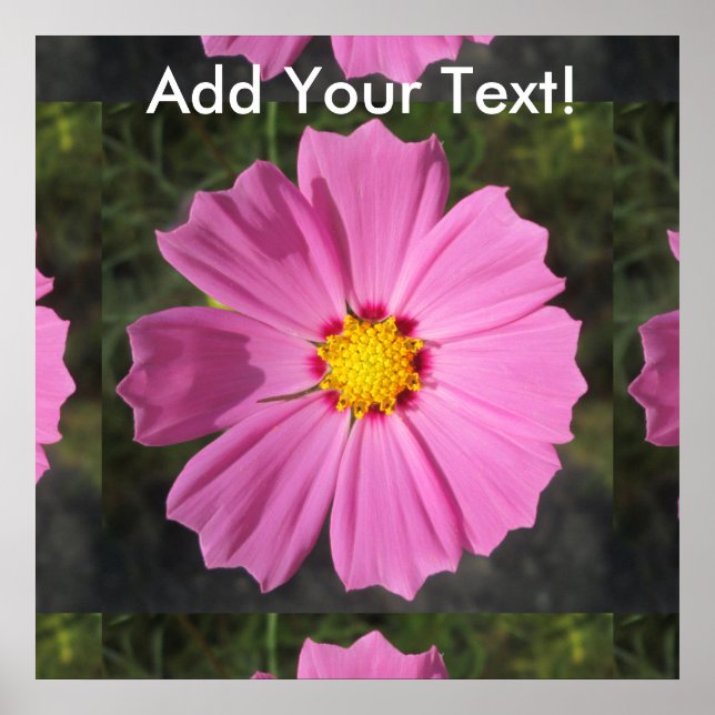 Poster Fleur rose Cosmos (Devant)