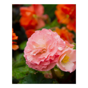 Poster Fleur rose délicate après la pluie