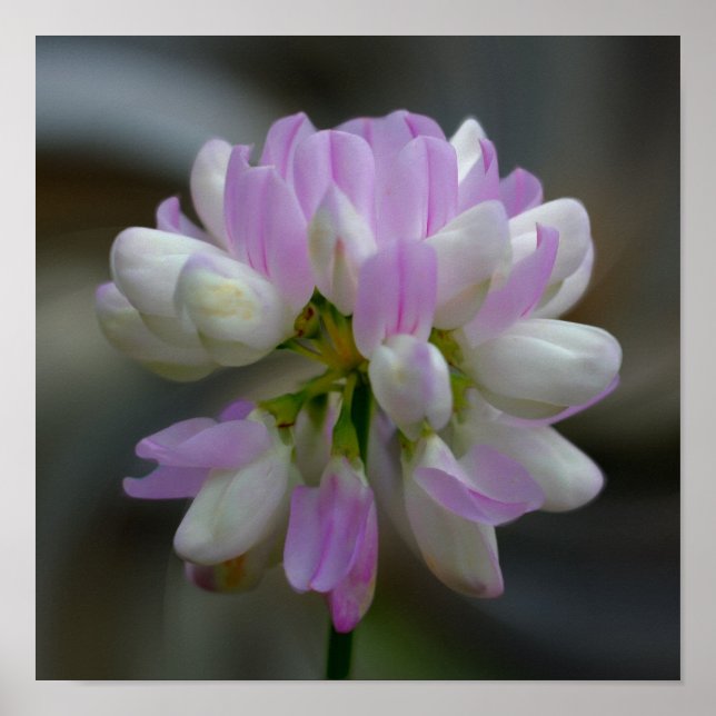 Poster Fleur Rose Et Blanc Gros (Devant)