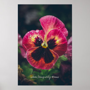 Poster Fleur rose et rouge en sansas recouverte de goutte