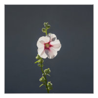 Fleur rose feuilles vert pâle sur gris foncé