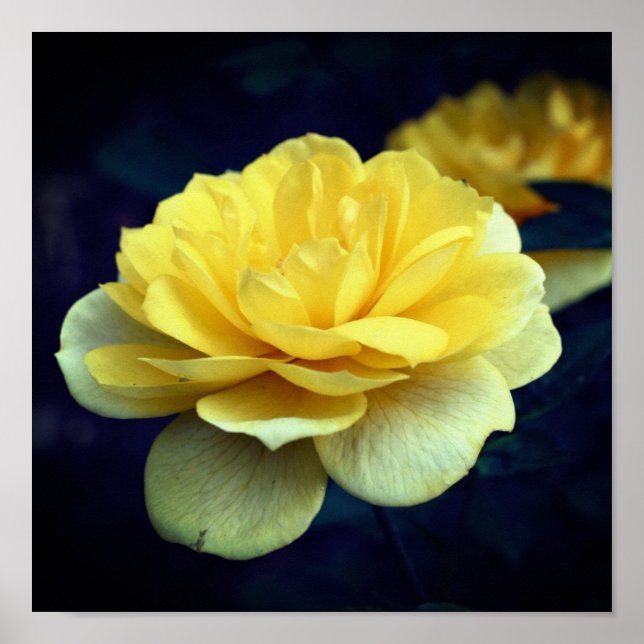 Poster Fleur Rose Jaune En Pleine Fleur (Devant)