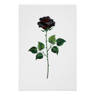 Poster Fleur rose noire