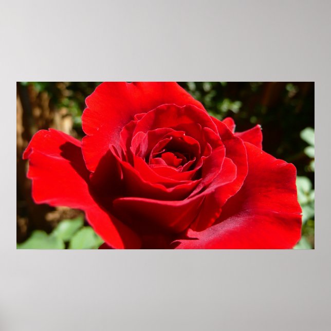 Poster Fleur rose rouge vif Belle florale (Devant)