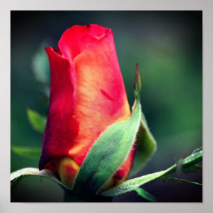 Poster Fleur Rosebud Rouge Avec Points Forts Jaunes Ferme