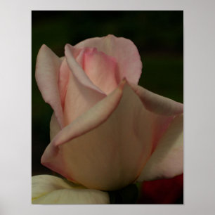 Poster Fleur Rosebud teintée