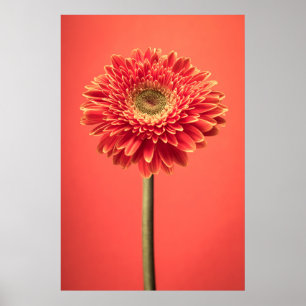 Poster Fleur rouge Barberton Gerbera Daisy