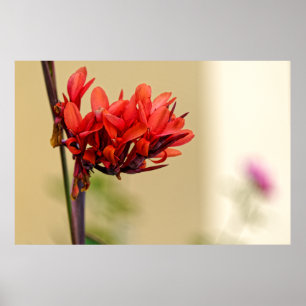 Poster fleur rouge bizarre