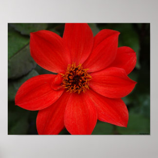 Poster Fleur rouge brillante