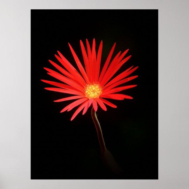 Poster Fleur Rouge Daisy (Devant)
