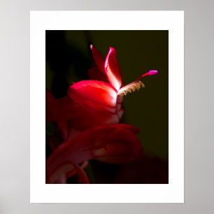 Poster Fleur rouge de cactus de Noël en gros plan