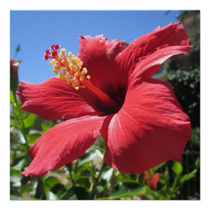 Poster Fleur rouge Hibiscus