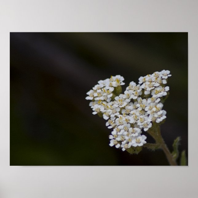 Poster Fleur sauvage (Devant)