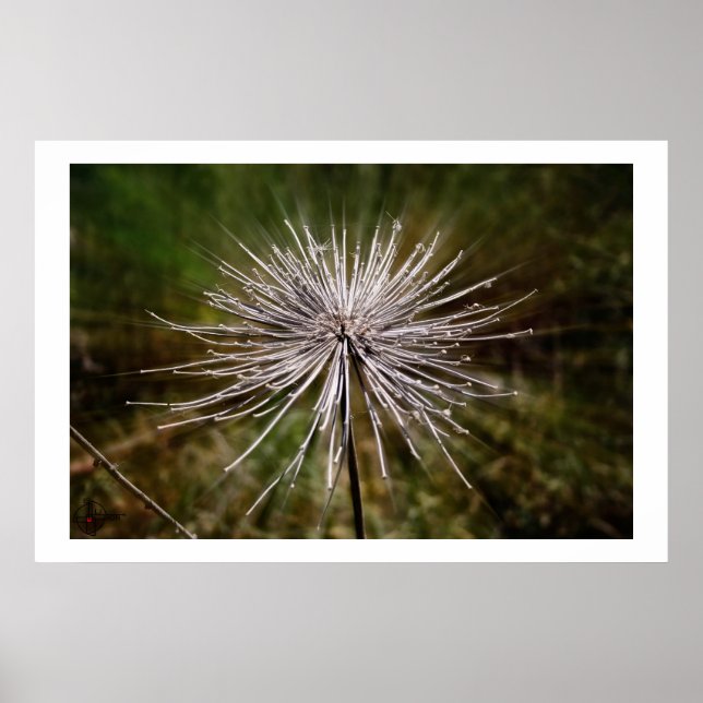 Poster Fleur sauvage (Devant)