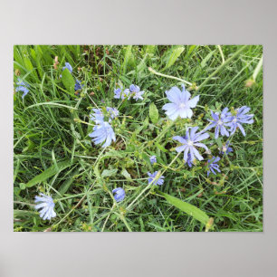 Poster Fleur sauvage