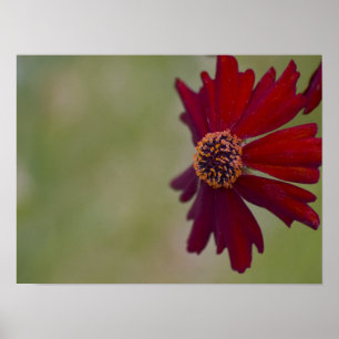 Poster fleur sauvage 1