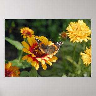 Poster fleur sauvage 16x24 et papillon couvrants indiens