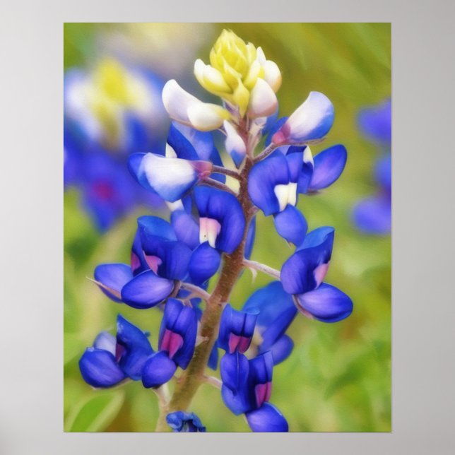 Poster Fleur sauvage Bluebonnet Texas Flower Close (Devant)