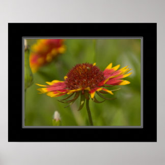 Poster fleur sauvage de couverture indien 16x20