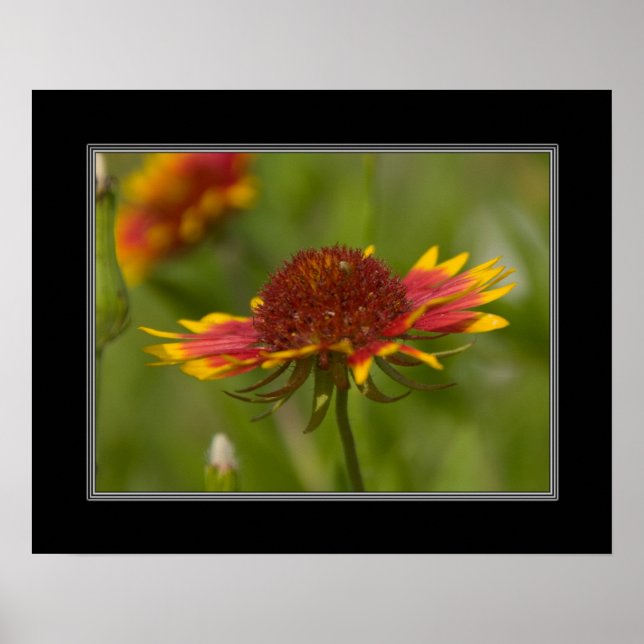 Poster fleur sauvage de couverture indien 16x20 (Devant)