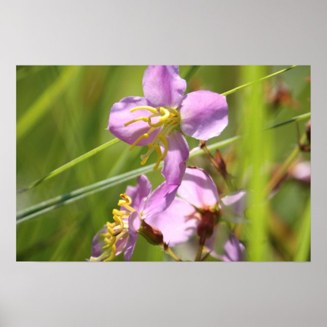 Poster Fleur sauvage de Lavendar (Devant)