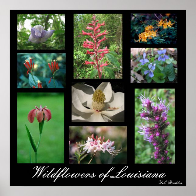Poster Fleur sauvage de Louisiane (Devant)