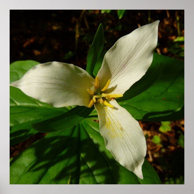Poster Fleur sauvage de printemps blanc Trillium Flower (Devant)