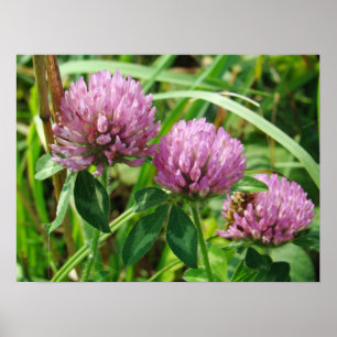 Poster Fleur sauvage de trèfle rose - Trifolium pratense