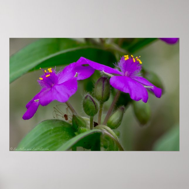 Poster Fleur sauvage Fuchsia Spiderwort Twins (Devant)