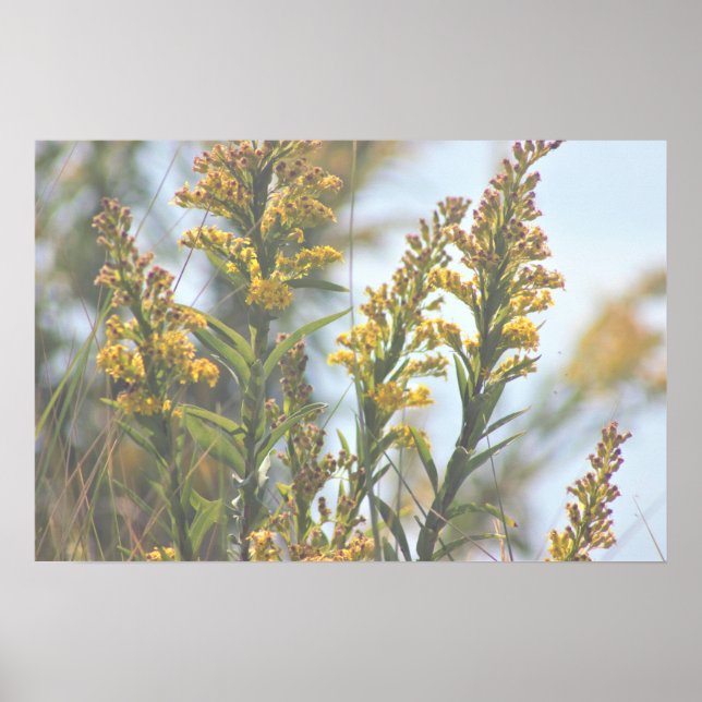 Poster Fleur sauvage jaune (Devant)