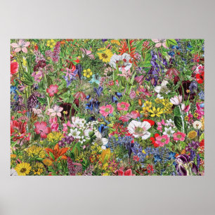 Poster Fleur sauvage naturel de la floraison botanique
