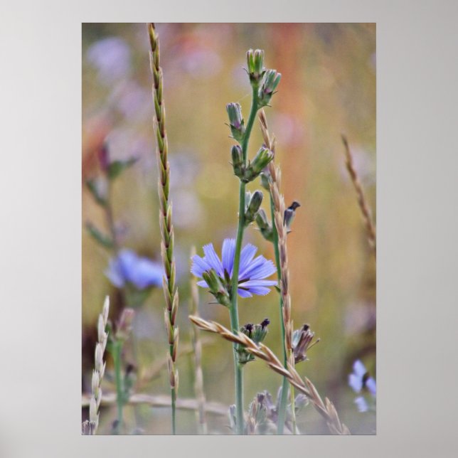 Poster Fleur sauvage unique pourpre (Devant)