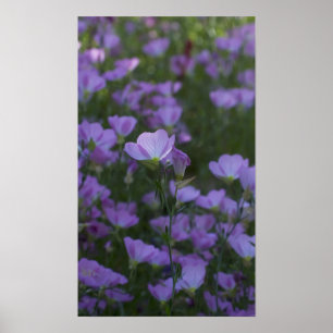 Poster fleur sauvage violet