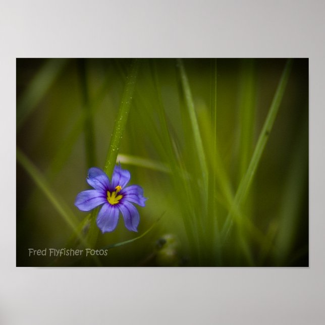 Poster Fleur sauvage violet Vignette (Devant)