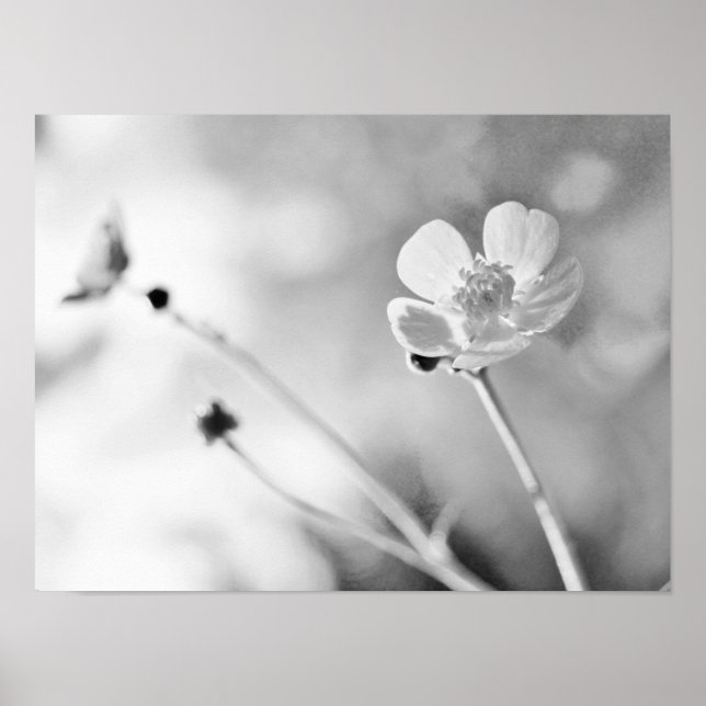 Poster Fleur simple noir et blanc (Devant)