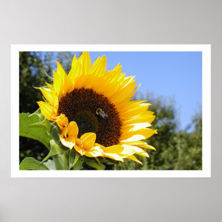 Poster Fleur solaire plus grande