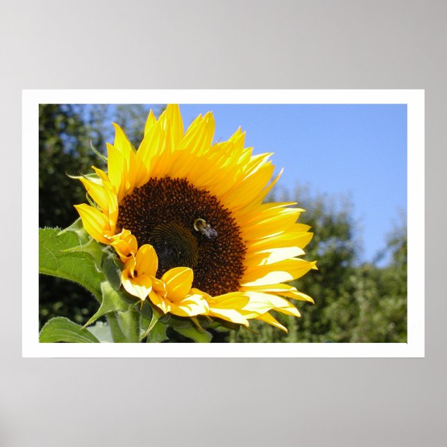 Poster Fleur solaire plus grande (Devant)