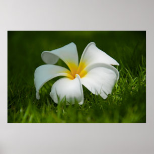 Poster fleur solitaire