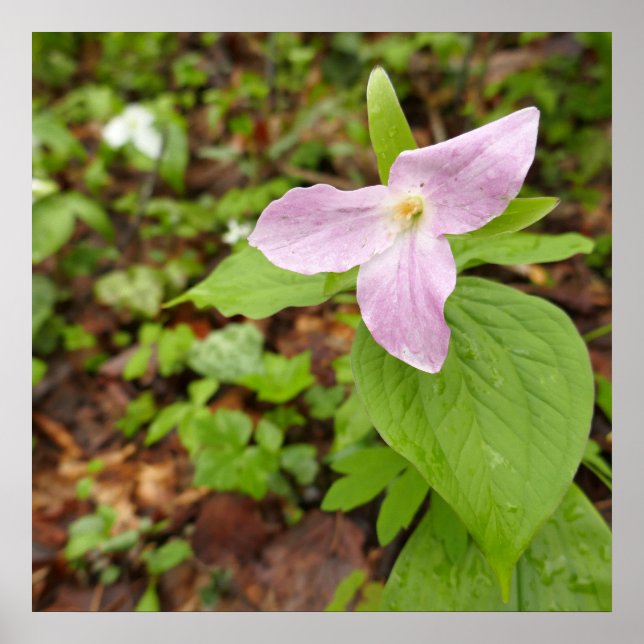 Poster Fleur Trillium Rose (Devant)